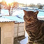 animal, building, calm, cat, cold, daylight, domestic, feline, nature, outdoor, pet, quiet, snow, striped, sunlight, sunset, tabby, tree, windowsill, winter
