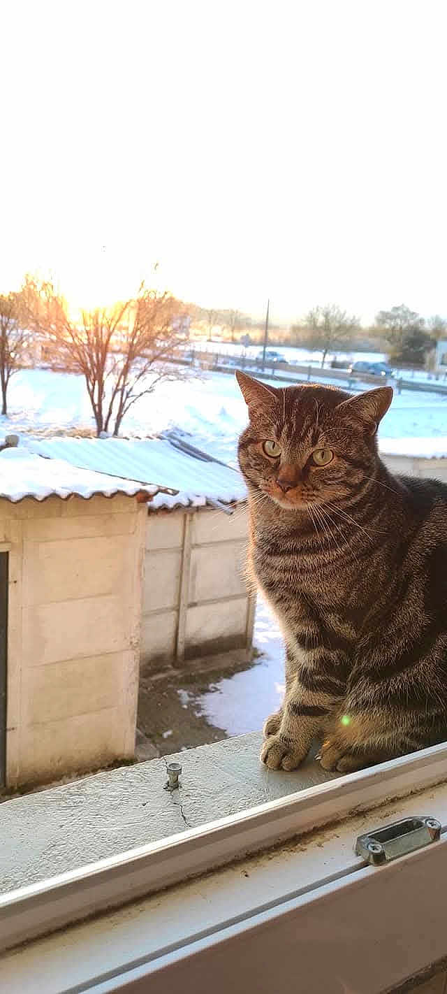 Pixel
