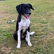 Aïko a rejoint le concours — aidez-le/la à gagner de superbes lots ! dog, black_and_white, grass, field, outdoor, animal, pet, rural, barn, nature, tongue_out, sitting, happy, canine, fur, ears, daylight, sky, tree, landscape