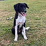 dog, black_and_white, grass, field, outdoor, animal, pet, rural, barn, nature, tongue_out, sitting, happy, canine, fur, ears, daylight, sky, tree, landscape