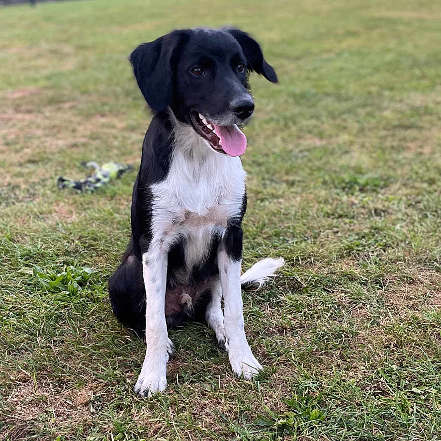 Aïko a rejoint le concours — aidez-le/la à gagner de superbes lots ! animal, barn, black_and_white, canine, daylight, dog, ears, field, fur, grass, happy, landscape, nature, outdoor, pet, rural, sitting, sky, tongue_out, tree