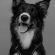 Vucci participe au concours pour gagner de l'argent avec cette photo : dog, border_collie, black_and_white, portrait, pet, canine, happy, tongue_out, fur, ears, animal, domestic_animal, cute, muzzle, whiskers, friendly, close_up, looking_up, studio, wearing_harness