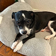 Oreo is registered to the contest to win money with this photo: animal, black_and_white, canine, companion, cozy, cute, dog, ears, eyes, fur, house_pet, indoor, paw, pet_bed, plush_bed, relaxed, resting, small_dog, snout, wooden_floor