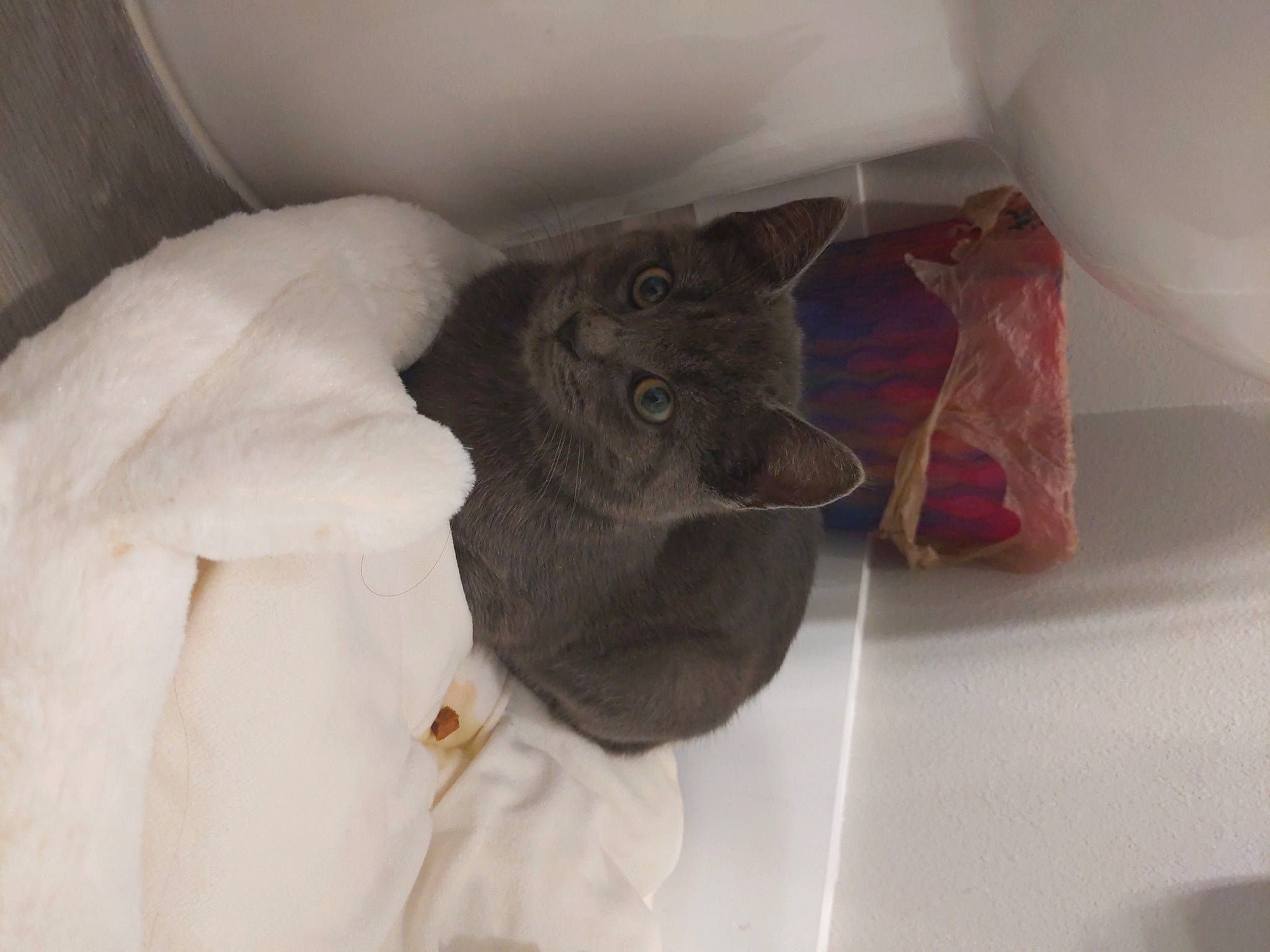 Jasper joined the competition — help win amazing prizes! bed, black_cat, carnivore, cat, claw, comfort, domestic_short_haired_cat, felidae, flooring, fur, grey, hardwood, linens, room, small_to_medium_sized_cats, tail, terrestrial_animal, whiskers, wood