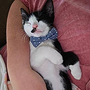 Manchu joined the competition — help win amazing prizes! kitten, black_and_white, sleeping, bow_tie, cat, pet, cute, nap, cozy, person, arm, pink_shirt, indoor, relaxation, animal, feline, adorable, comfort, resting, close_up