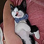 kitten, black_and_white, sleeping, bow_tie, cat, pet, cute, nap, cozy, person, arm, pink_shirt, indoor, relaxation, animal, feline, adorable, comfort, resting, close_up