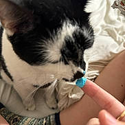 Moo is registered to the contest to win money with this photo: bed, black_and_white, blanket, cat, close_up, cozy, curious, domestic_animal, finger, fingertip, human_hand, indoor, legs, paint, pet, shorts, sniffing, soft_lighting, texture, whiskers