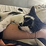 animal, arm, bed, black_and_white, blanket, bracelet, cat, close_up, comfort, cozy, feline, human, indoor, paw, pet, relaxed, resting, sleepy, soft_fur, whiskers
