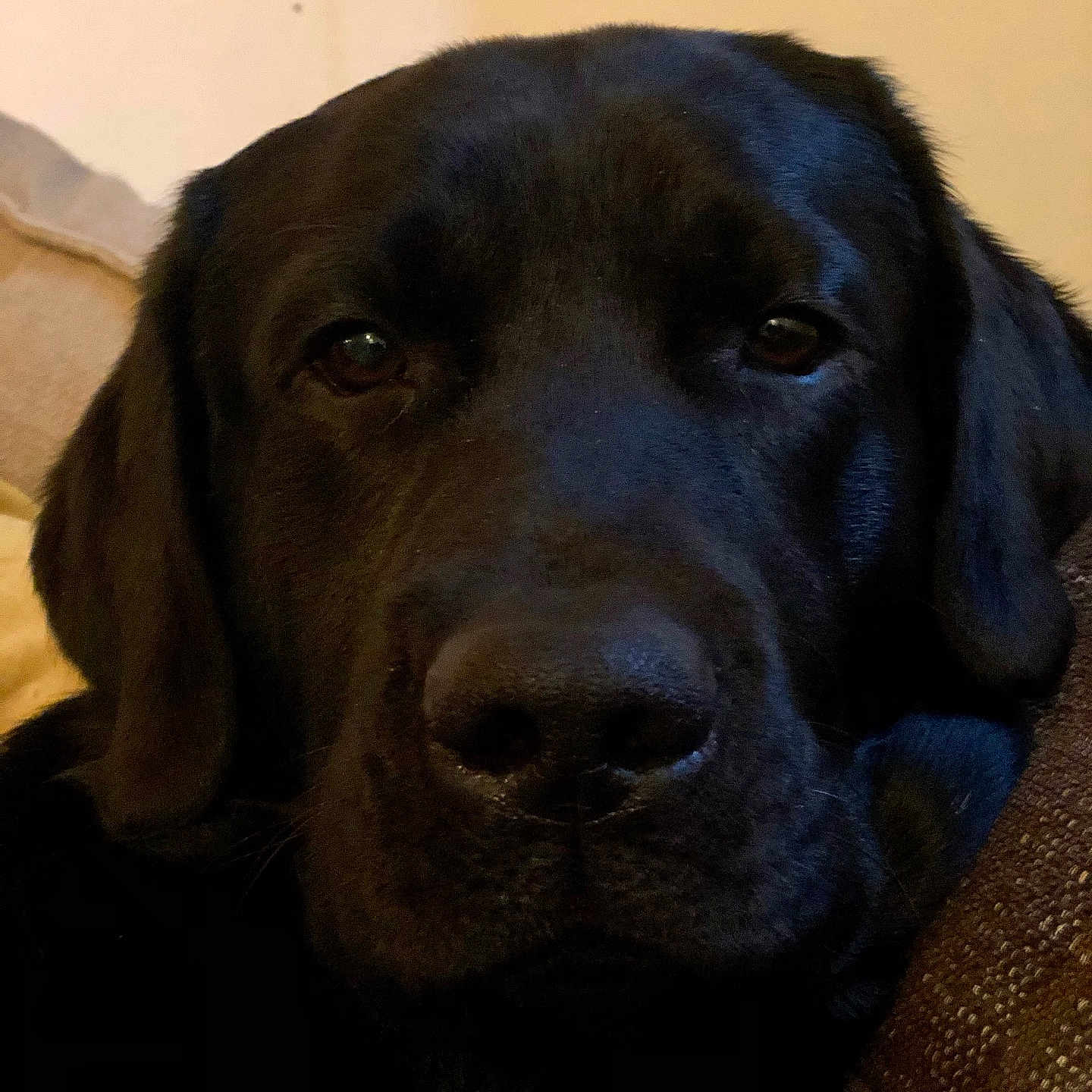 Olaf participe au concours pour gagner de l'argent avec cette photo : dog, black_dog, close_up, indoor, resting, couch, pet, animal, face, ears, snout, fur, domestic_animal, canine, relaxed, home, companion, portrait, mammal, laying_down