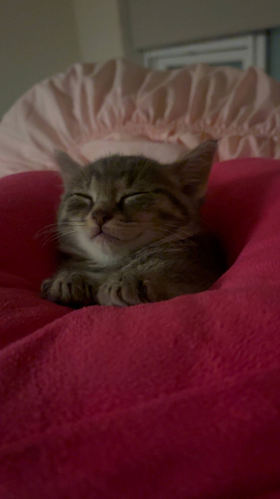 Moonlight joined the competition — help win amazing prizes! blanket, cat, comfort, cozy, cute, domestic, face, fur, fur_pattern, home, indoor, kitten, mammal, paws, pet, pink, resting, sleeping, small_animal, whiskers