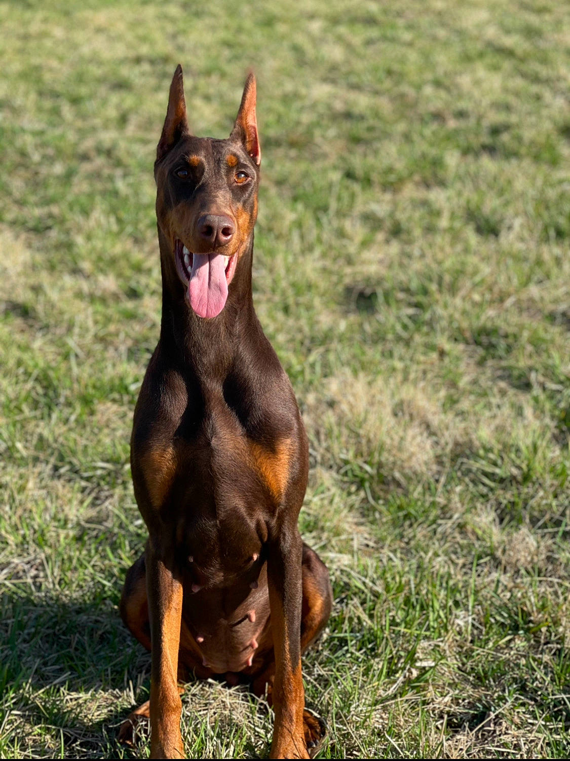 Journey is registered to the contest to win money with this photo: balance, biting, canidae, canis_panther, carnivore, dobermann, dog, dog_breed, grass, grassland, guard_dog, hunting_dog, liver, snout, sporting_group, terrestrial_animal, wildlife, working_animal, working_dog