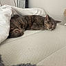 Petunia is registered to the contest to win money with this photo: cat, sleeping, mattress, blanket, indoor, feline, resting, cozy, fur, pet, domestic_animal, quiet, relaxation, side_view, bedroom, calm, home, animal, whiskers, ear