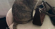 Petunia joined the competition — help win amazing prizes! cat, chair, handbag, window, curtains, indoor, furniture, pet, tail, domestic_animal, cozy, soft_light, looking_away, seated, calm, home, carpet, neutral_colors, fabric, accessory