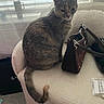 cat, chair, handbag, window, curtains, indoor, furniture, pet, tail, domestic_animal, cozy, soft_light, looking_away, seated, calm, home, carpet, neutral_colors, fabric, accessory