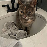 Petunia is registered to the contest to win money with this photo: cat, sink, bathroom, towel, countertop, pet, fur, whiskers, domestic_animal, reflection, mirror, toiletries, curious, gray_cat, indoor, household, cleaning, feline, resting, closeup