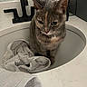 cat, sink, bathroom, towel, countertop, pet, fur, whiskers, domestic_animal, reflection, mirror, toiletries, curious, gray_cat, indoor, household, cleaning, feline, resting, closeup