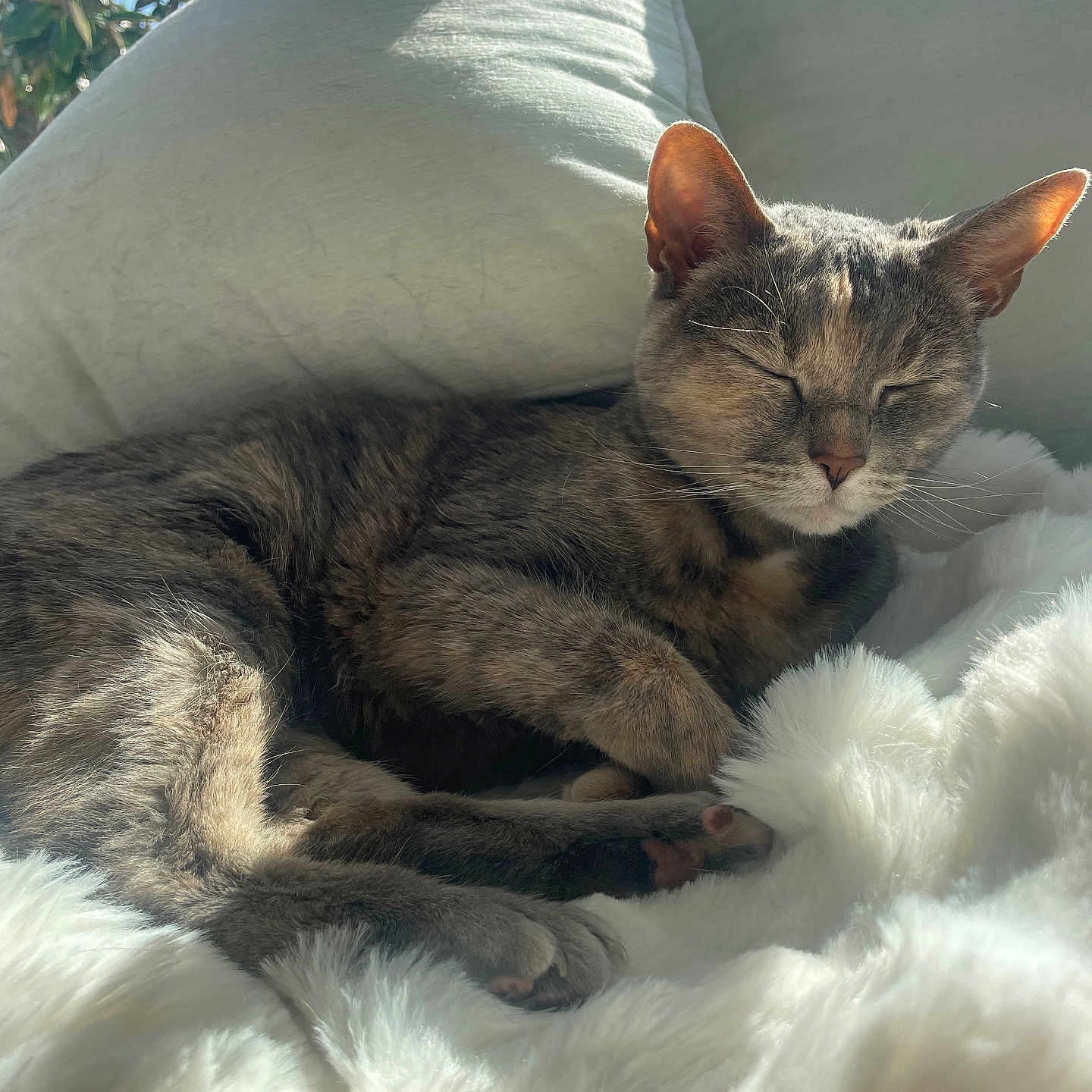 Petunia