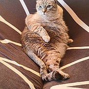 Nini participe au concours pour gagner de l'argent avec cette photo : cat, feline, pet, animal, portrait, reclining, sitting, paws, whiskers, ears, blue_eyes, striped_fur, short_hair, brown_fur, bed, blanket, indoor, cozy, patterned_background, close_up