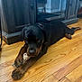 Kane is registered to the contest to win money with this photo: animal, black_and_brown, canine, chewing, cute, dog, domestic_animal, floor, furniture, household, indoor, lying_down, pet, playful, plush_toy, puppy, rottweiler, toy, wooden_floor, young_dog