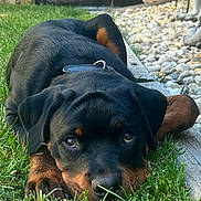 Kane is registered to the contest to win money with this photo: animal, black_and_tan, canine, close_up, collar, cute, daylight, dog, fence, garden, grass, lying_down, nature, outdoor, pet, portrait, puppy, rottweiler, stones, young_dog