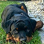 animal, black_and_tan, canine, close_up, collar, cute, daylight, dog, fence, garden, grass, lying_down, nature, outdoor, pet, portrait, puppy, rottweiler, stones, young_dog