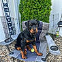 Kane joined the competition — help win amazing prizes! backyard, black_and_tan, bush, chair, decorations, dog, fence, folding_chair, greenery, leisure, outdoor, pet, pet_toy, puppy, rocks, rottweiler, summer, tennis_ball, welcome_sign, young_dog