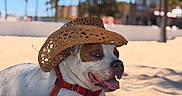 Domino joined the competition — help win amazing prizes! dog, beach, sand, sunny, hat, cowboy_hat, canine, pet, outdoor, summer, tropical, palm_trees, relaxing, tongue_out, red_harness, blue_sky, vacation, leisure, animal, portrait