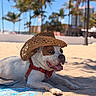 dog, beach, sand, sunny, hat, cowboy_hat, canine, pet, outdoor, summer, tropical, palm_trees, relaxing, tongue_out, red_harness, blue_sky, vacation, leisure, animal, portrait