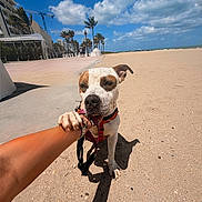 Domino joined the competition — help win amazing prizes! dog, beach, sand, sky, clouds, palm_trees, person, arm, leash, sunny, outdoor, playful, animal, daytime, shadow, collar, sidewalk, buildings, vacation, nature