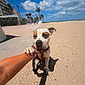 dog, beach, sand, sky, clouds, palm_trees, person, arm, leash, sunny, outdoor, playful, animal, daytime, shadow, collar, sidewalk, buildings, vacation, nature