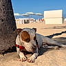 Domino joined the competition — help win amazing prizes! dog, beach, sand, tree, sunlight, blue_sky, relaxed, outdoor, animal, canine, harness, summer, vacation, nature, shade, resting, daytime, pet, closeup, background_blur