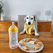 Apple a rejoint le concours — aidez-le/la à gagner de superbes lots ! dog, puppy, white_dog, yellow_bib, sitting, table, dining_room, wooden_table, plate, pastries, bottle, baby_bottle, food, chair, lamp, houseplant, wall_art, indoors, portrait, funny