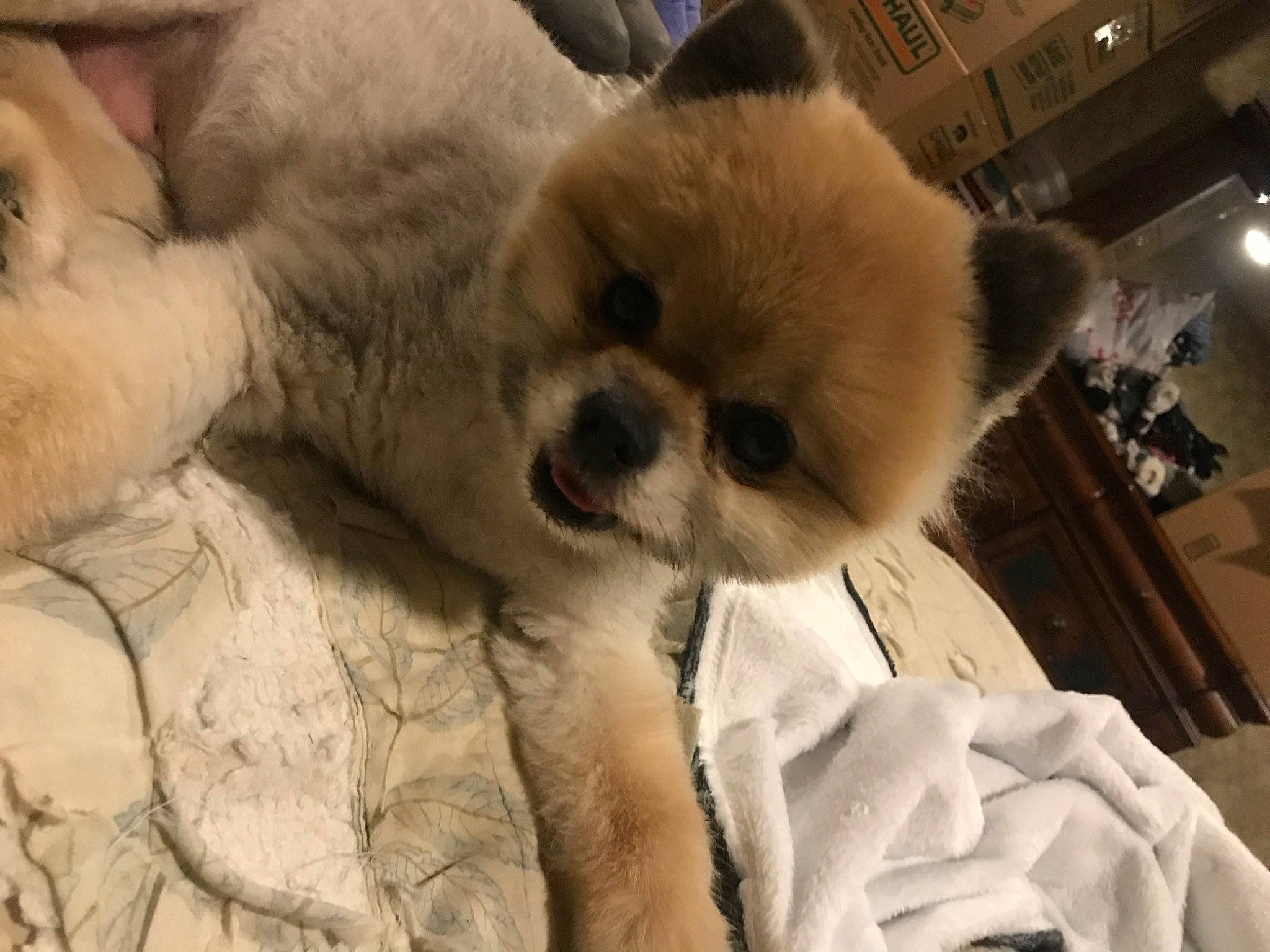 Larry joined the competition — help win amazing prizes! carnivore, claw, comfort, companion_dog, dog, dog_breed, fawn, fur, natural_material, non_sporting_group, red_panda, snout, terrestrial_animal, whiskers, wildlife, working_animal