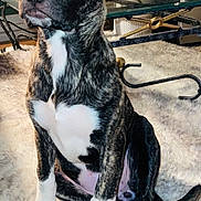 Gracie joined the competition — help win amazing prizes! puppy, dog, brindle, white_paws, white_chest, sitting, curious, indoor, rug, fluffy_rug, glass_table, home_interior, furniture, pet, animal, young_dog, canine, looking_up, ears_up, alert