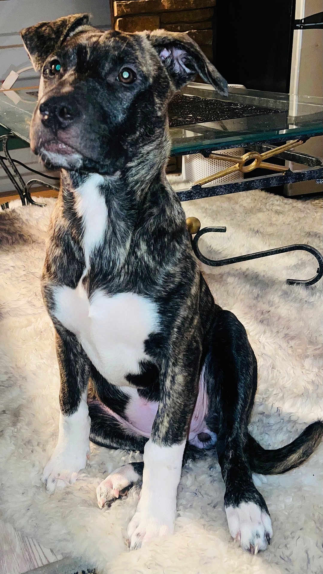 Gracie joined the competition — help win amazing prizes! puppy, dog, brindle, white_paws, white_chest, sitting, curious, indoor, rug, fluffy_rug, glass_table, home_interior, furniture, pet, animal, young_dog, canine, looking_up, ears_up, alert