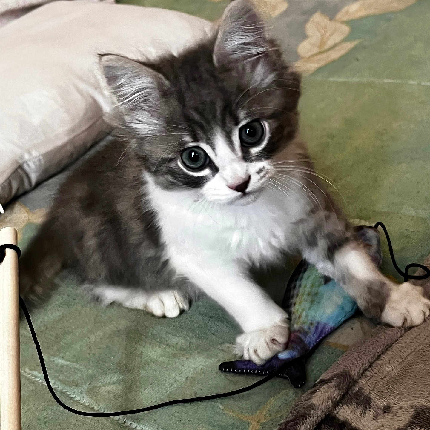 Néo a rejoint le concours — aidez-le/la à gagner de superbes lots ! accessories, angora, animal, bed, bedroom, blanket, cat, clothing, couch, cushion, electronics, furniture, homedecor, indoors, interiordesign, kitten, manx, pet, room, strap