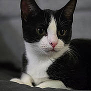 Piper joined the competition — help win amazing prizes! cat, black_and_white, close_up, pet, animal, feline, whiskers, pink_nose, green_eyes, resting, fur, indoor, portrait, calm, domestic_animal, mammal, cute, soft_texture, sleepy, lying_down