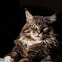 Snow a rejoint le concours — aidez-le/la à gagner de superbes lots ! alert, animal, cat, close_up, dark_background, feline, fluffy, fur, indoor, long_hair, looking, majestic, mammal, paws, pet, portrait, relaxed, resting, whiskers, yellow_eyes