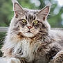 animal, calm, cat, close_up, ears, feline, fluffy, fur, green_eyes, long_hair, maine_coon, muzzle, nature, outdoor, paw, pet, portrait, relaxed, soft_focus, whiskers