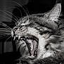 Snow participe au concours pour gagner de l'argent avec cette photo : animal, animal_face, black_and_white, cat, close_up, detail, expression, feline, fur, indoor, mouth_open, pet, portrait, sharp_teeth, teeth, texture, tongue, whiskers, wild, yawning