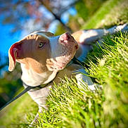 Harlem a rejoint le concours — aidez-le/la à gagner de superbes lots ! dog, grass, outdoor, sunlight, portrait, canine, nature, greenery, animal, pet, daylight, relaxing, blurred_background, summer, closeup, muzzle, ears, leash, peaceful, focus