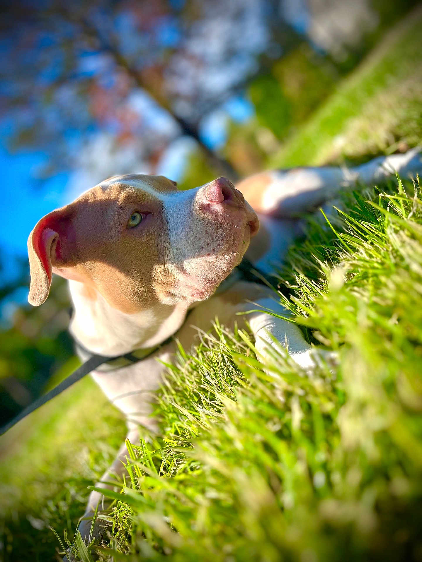 Harlem a rejoint le concours — aidez-le/la à gagner de superbes lots ! dog, grass, outdoor, sunlight, portrait, canine, nature, greenery, animal, pet, daylight, relaxing, blurred_background, summer, closeup, muzzle, ears, leash, peaceful, focus