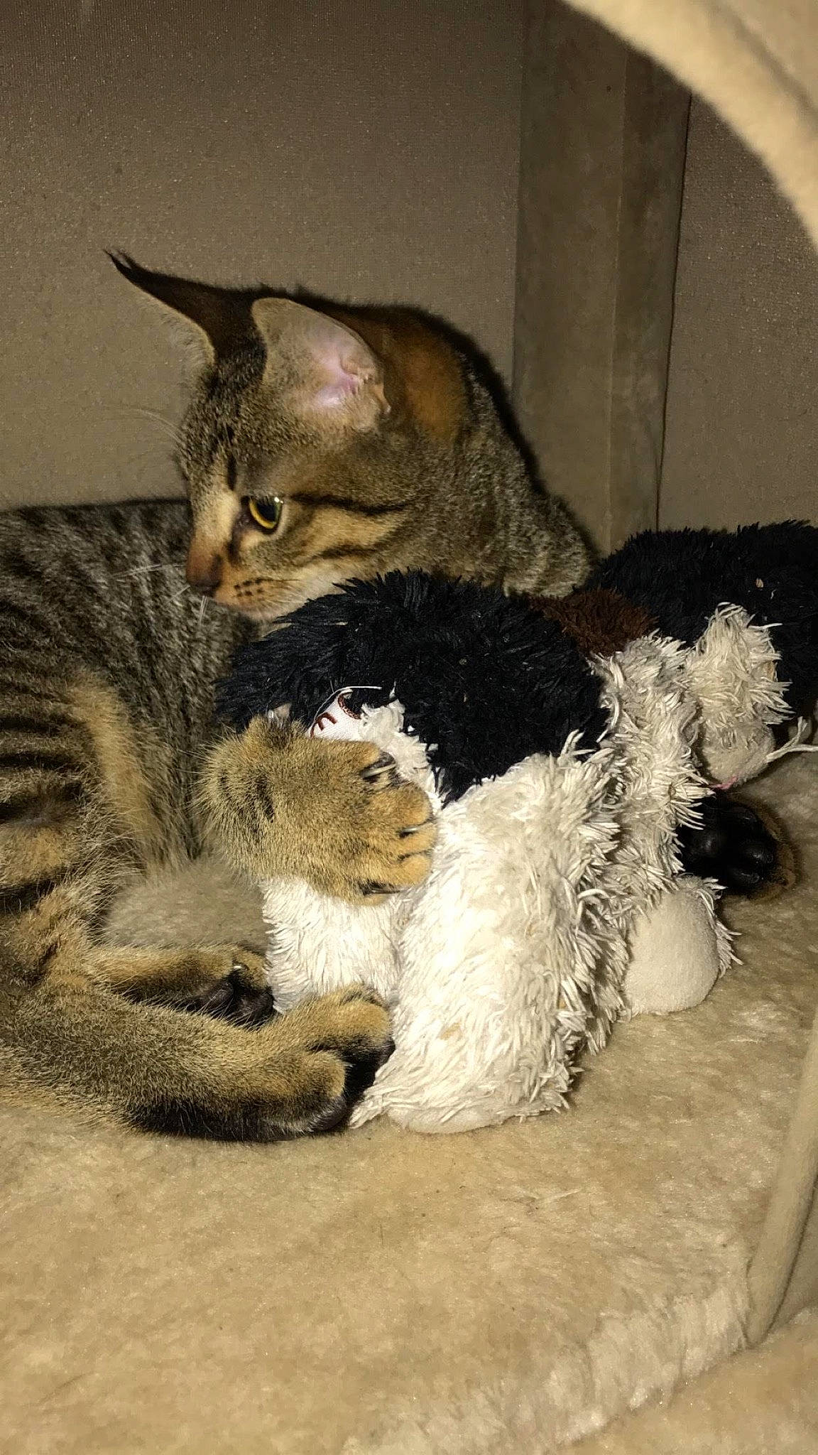 Floppy a rejoint le concours — aidez-le/la à gagner de superbes lots ! american_shorthair, asian, carnivore, cat, domestic_short_haired_cat, dragon_li, egyptian_mau, european_shorthair, fawn, felidae, fur, german_rex, kitten, mammal, pixie_bob, polydactyl_cat, small_to_medium_sized_cats, tabby_cat, vertebrate, whiskers