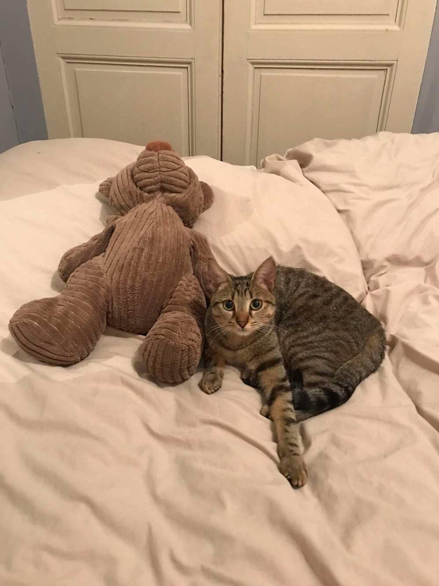 Floppy participe au concours pour gagner de l'argent avec cette photo : american_shorthair, asian, bed, british_shorthair, carnivore, cat, comfort, domestic_short_haired_cat, dragon_li, european_shorthair, felidae, fur, kitten, paw, pixie_bob, small_to_medium_sized_cats, tabby_cat, whiskers