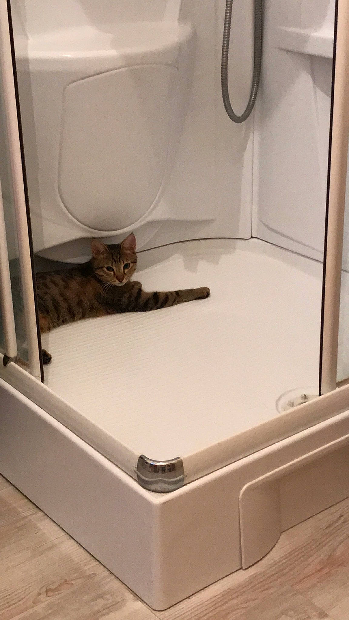 Floppy a rejoint le concours — aidez-le/la à gagner de superbes lots ! cat, cat_supply, felidae, furniture, litter_box, mattress, pet_supply, plumbing_fixture, room, small_to_medium_sized_cats