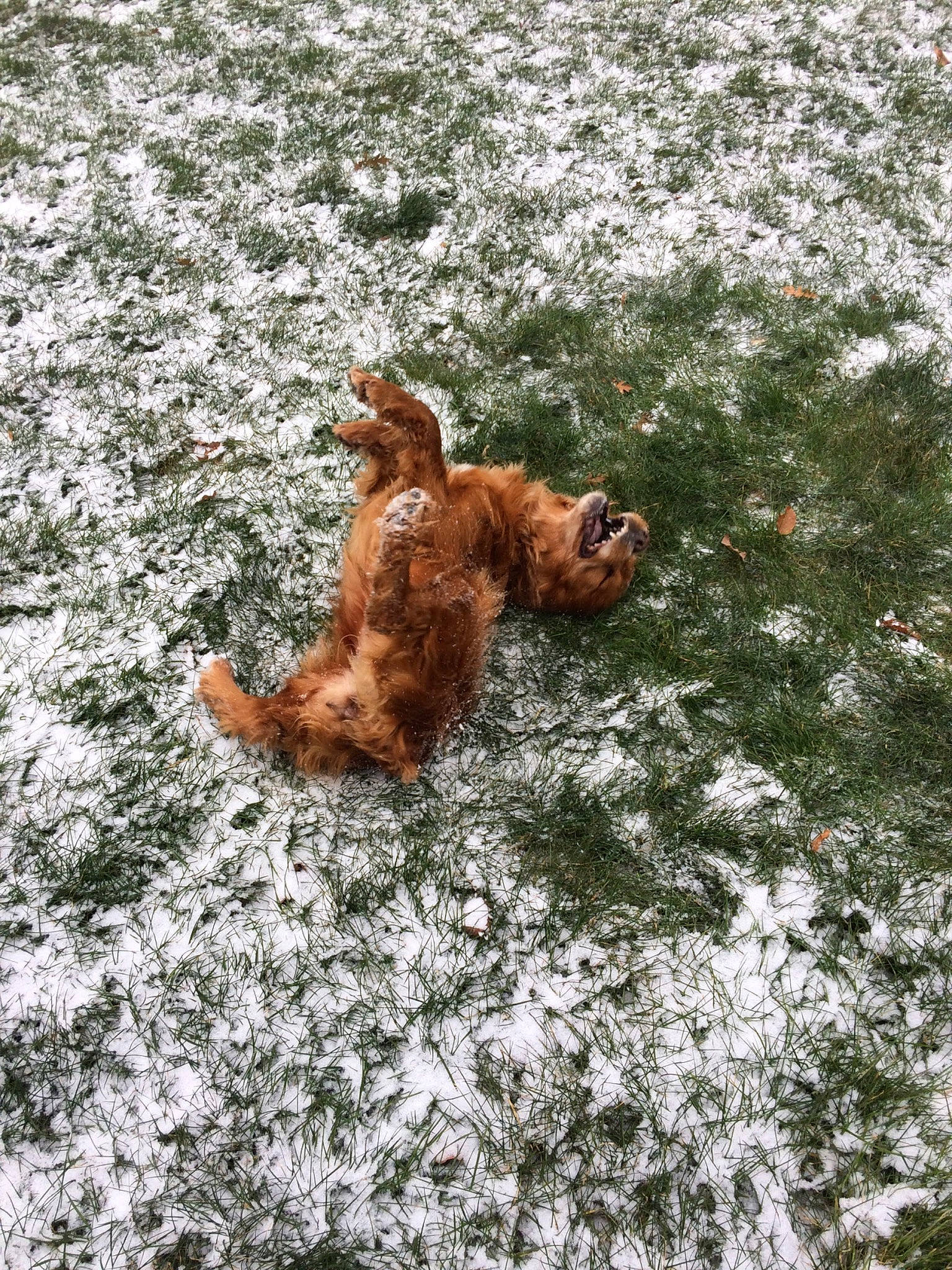 Gypsie a rejoint le concours — aidez-le/la à gagner de superbes lots ! american_cocker_spaniel, canidae, carnivore, cavapoo, cocker_spaniel, dog, dog_breed, setter, snow, spaniel, sporting_group