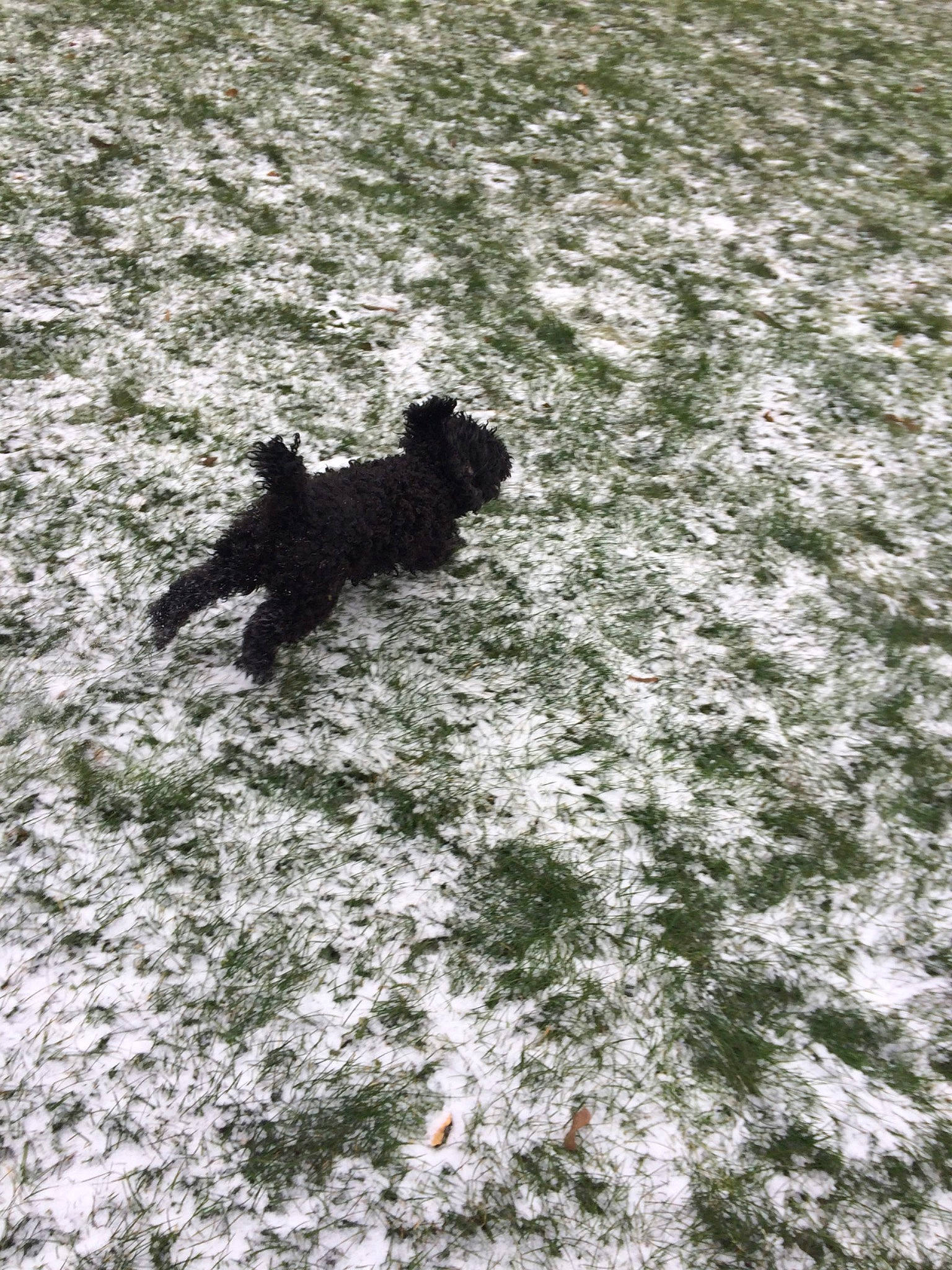 étoile a rejoint le concours — aidez-le/la à gagner de superbes lots ! affenpinscher, canidae, carnivore, cockapoo, dog, dog_breed, pumi, shadow, snow, sporting_group, tail, winter