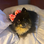 Cookie joined the competition — help win amazing prizes! dog, pomeranian, bow, pink_bow, pumpkin_pattern, bed, white_bedspread, pet, fluffy, cute, animal, indoor, portrait, small_dog, happy, looking_up, cozy, fur, face, ears