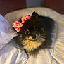 dog, pomeranian, bow, pink_bow, pumpkin_pattern, bed, white_bedspread, pet, fluffy, cute, animal, indoor, portrait, small_dog, happy, looking_up, cozy, fur, face, ears