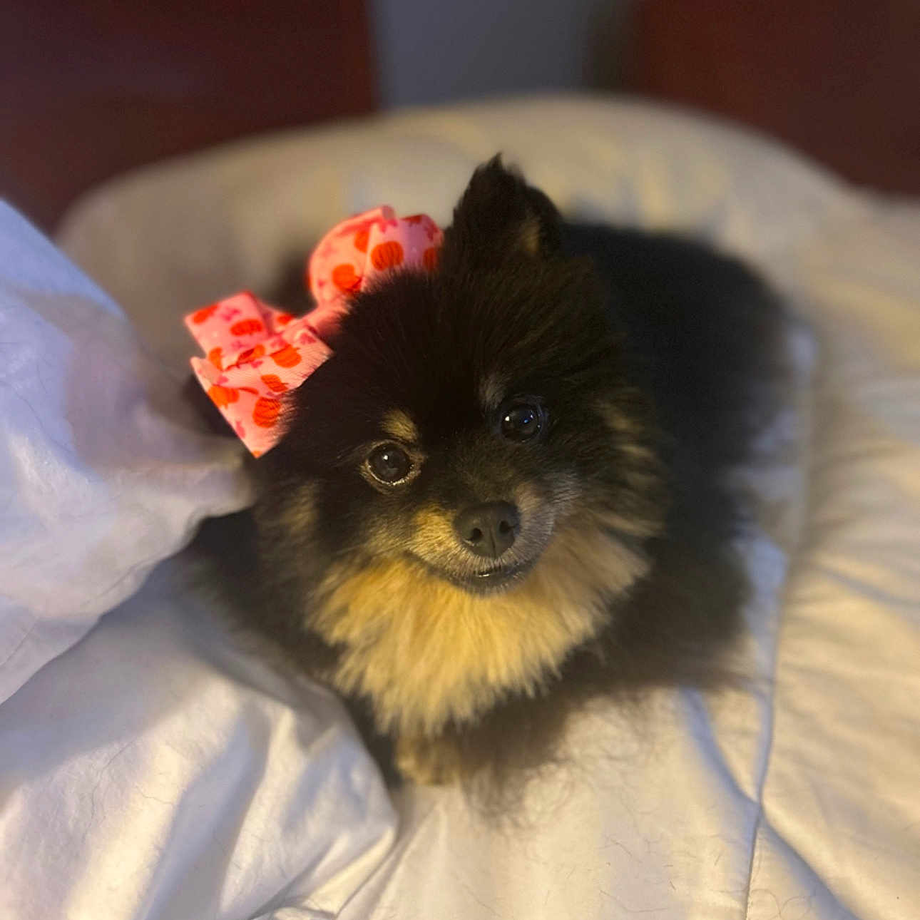 Cookie joined the competition — help win amazing prizes! animal, bed, bow, cozy, cute, dog, ears, face, fluffy, fur, happy, indoor, looking_up, pet, pink_bow, pomeranian, portrait, pumpkin_pattern, small_dog, white_bedspread